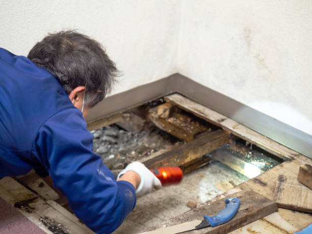 Best Emergency Mold Removal  in Holyoke, MA