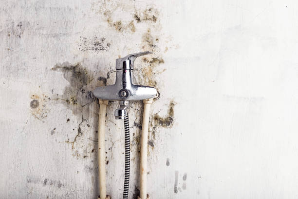 Home Mold Removal in Holyoke, MA
