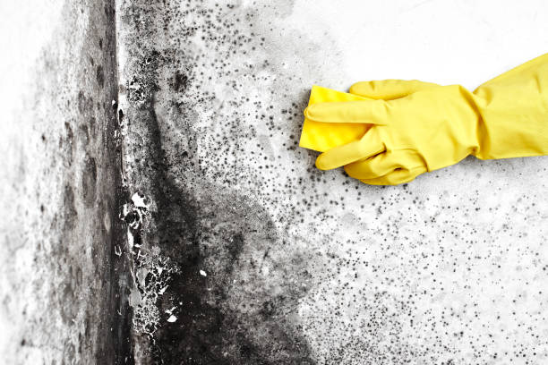 Best Best Mold Removal Companies  in Holyoke, MA