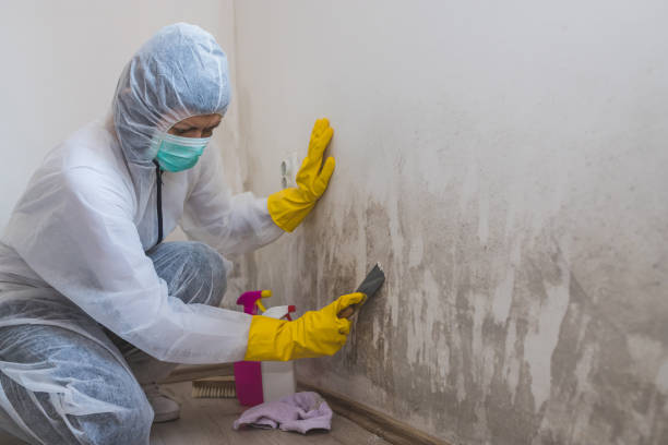 Best Professional Mold Removal  in Holyoke, MA