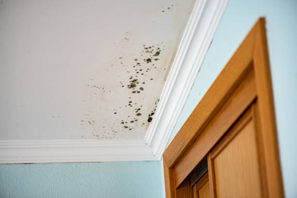 Best Home Mold Removal  in Holyoke, MA