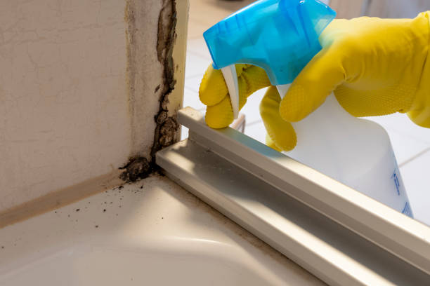 Best Office Mold Removal Services  in Holyoke, MA
