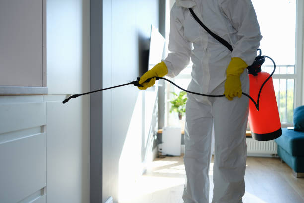 Best Attic Mold Removal  in Holyoke, MA