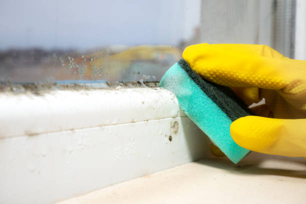 Best Toxic Mold Removal  in Holyoke, MA