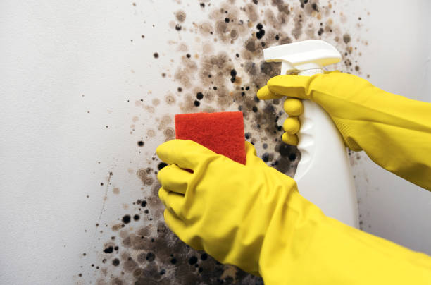 Best Mold Testing  in Holyoke, MA