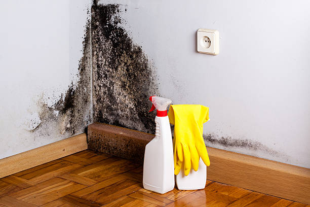 Best Commercial Mold Removal  in Holyoke, MA