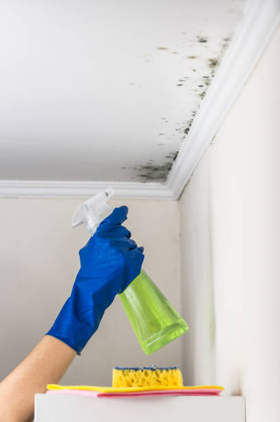 Reliable Holyoke, MA Mold Removal Solutions