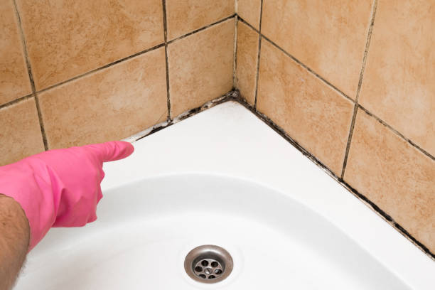Best Crawl Space Mold Removal  in Holyoke, MA